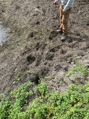 Tapirus terrestris