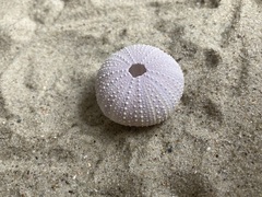 Tripneustes ventricosus