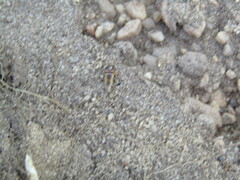 Conoderus vespertinus