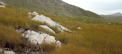 Poyntonia paludicola