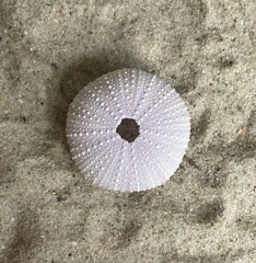 Tripneustes ventricosus