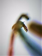 Pristaulacus chlapowskii