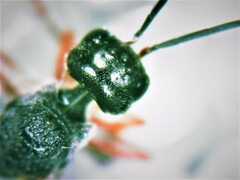 Pristaulacus chlapowskii