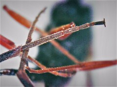 Pristaulacus chlapowskii