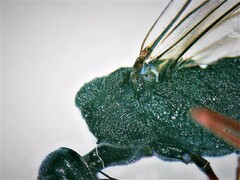 Pristaulacus chlapowskii