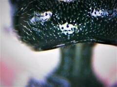 Pristaulacus chlapowskii