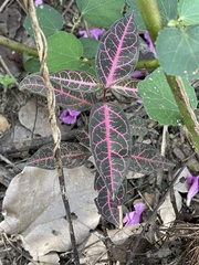 Echites rubrovenosus