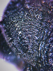 Pristaulacus chlapowskii