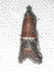 Acrobasis marmorea