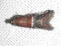 Acrobasis marmorea