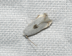 Pseudopostega quadristrigella