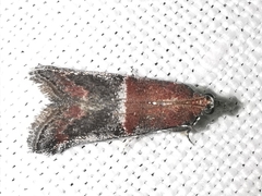 Acrobasis marmorea