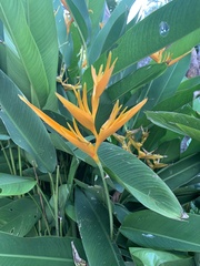 Heliconia × nickeriensis