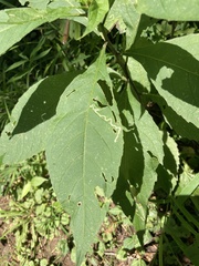 Verbesina alternifolia