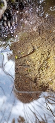 Poyntonia paludicola