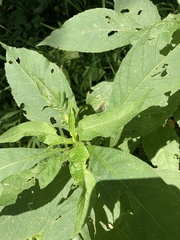 Verbesina alternifolia