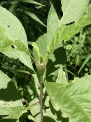 Verbesina alternifolia