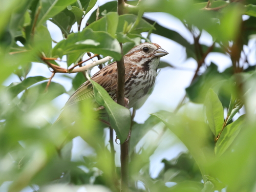 Song Sparrow photographed in Rhode Island