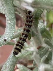 Vanessa virginiensis