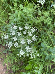 Ligusticum canadense