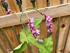 Persicaria orientalis