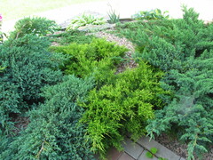 Juniperus × pfitzeriana