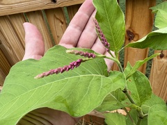 Persicaria orientalis