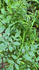Ligusticum canadense