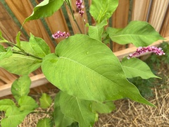 Persicaria orientalis
