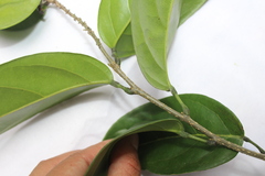 Muellera unifoliolata