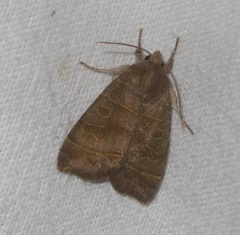 Ipimorpha subtusa