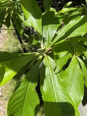 Franklinia