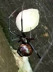 Latrodectus hesperus