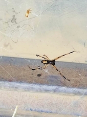 Latrodectus hesperus