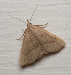 Macrochilo litophora