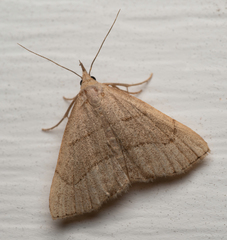 Macrochilo litophora