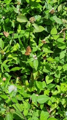 Anthanassa drusilla
