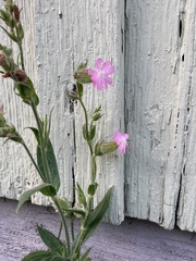 Silene dioica