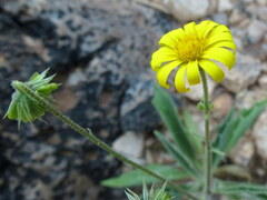Osteospermum microcarpum microcarpum