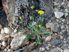 Osteospermum microcarpum microcarpum