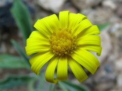 Osteospermum microcarpum microcarpum