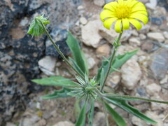 Osteospermum microcarpum microcarpum