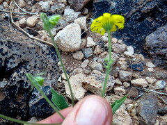 Osteospermum microcarpum microcarpum