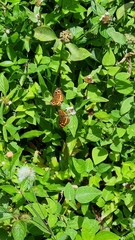 Anthanassa drusilla
