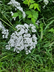 Valeriana officinalis