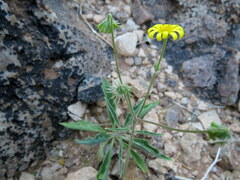 Osteospermum microcarpum microcarpum