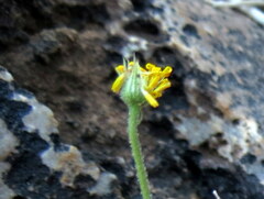 Osteospermum microcarpum microcarpum