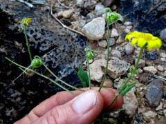 Osteospermum microcarpum microcarpum
