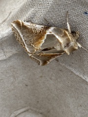 Habrosyne pyritoides