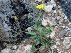 Osteospermum microcarpum microcarpum